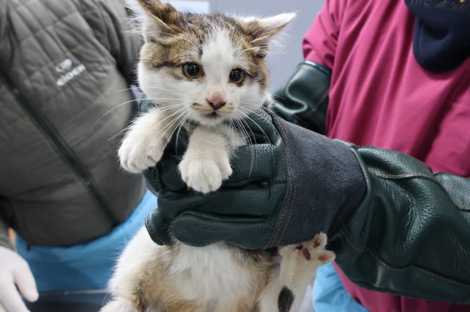 [고양이] 한국 고양이 이미지